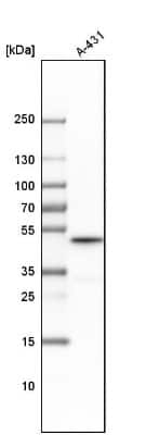 Western Blot: Cyclin B2 Antibody [NBP1-89657]