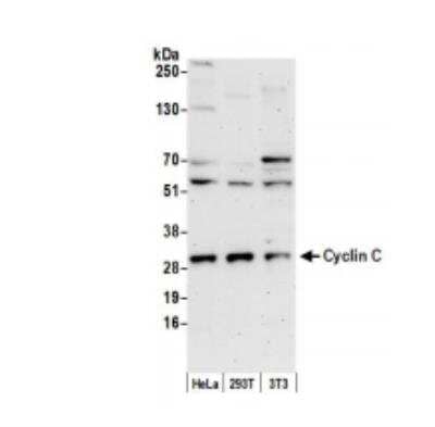 Western Blot: Cyclin C Antibody [NBP1-18878]