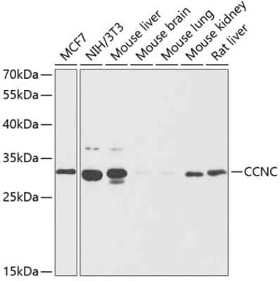 Western Blot: Cyclin C AntibodyBSA Free [NBP2-92617]