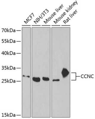 Western Blot: Cyclin C AntibodyBSA Free [NBP2-92902]