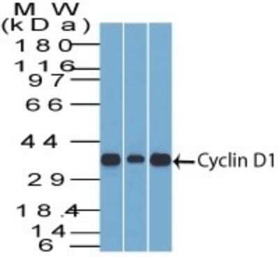 Western Blot: Cyclin D1 Antibody (DCS-6)Azide and BSA Free [NBP2-33138]