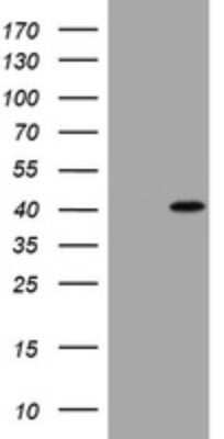 Western Blot: Cyclin D1 Antibody (OTI1G2)Azide and BSA Free [NBP2-70244]