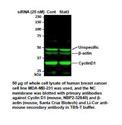 Western Blot: Cyclin D1 Antibody (SPM587)Azide and BSA Free [NBP2-34816]
