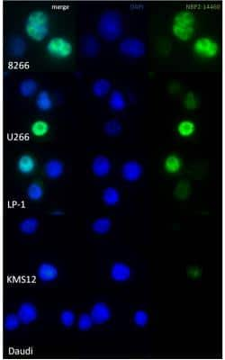 Immunocytochemistry/ Immunofluorescence: Cyclin D2 Antibody [NBP2-14460]