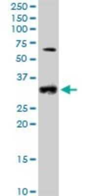 Western Blot: Cyclin D2 Antibody [H00000894-B01P]