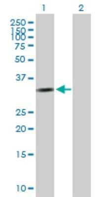 Western Blot: Cyclin D2 Antibody [H00000894-B01P]