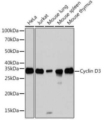 Western Blot: Cyclin D3 Antibody (4C5C8) [NBP3-16309]