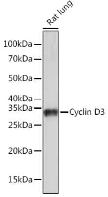 Western Blot: Cyclin D3 Antibody (4C5C8) [NBP3-16309]