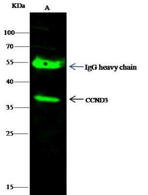 Immunoprecipitation: Cyclin D3 Antibody [NBP2-98894]