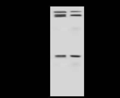 Western Blot: Cyclin D3 Antibody [NBP2-98877]