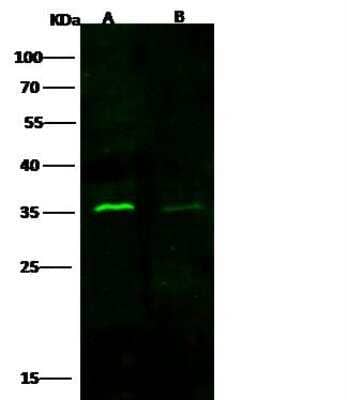 Western Blot: Cyclin D3 Antibody [NBP2-98894]