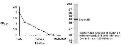 Western Blot: Cyclin E1 AntibodyBSA Free [NB500-129]