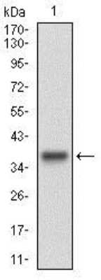 Western Blot: Cyclin E1 Antibody (5F8C5)BSA Free [NBP2-37247]