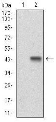 Western Blot: Cyclin E1 Antibody (5F8C5)BSA Free [NBP2-37247]