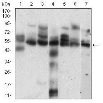 Western Blot: Cyclin E1 Antibody (5F8C5)BSA Free [NBP2-37247]