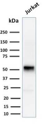 Western Blot: Cyclin E1 Antibody (CCNE1/2460) [NBP3-07484]