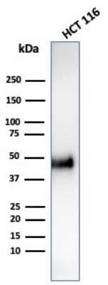 Western Blot: Cyclin E1 Antibody (CCNE1/4935R)Azide and BSA Free [NBP3-08810]