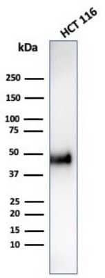 Western Blot: Cyclin E1 Antibody (CCNE1/4935R) [NBP3-07488]