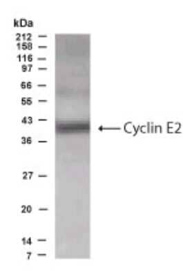 Western Blot: Cyclin E2 AntibodyBSA Free [NB500-130]