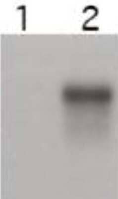 Western Blot: Cyclin E2 Antibody [NBP1-77755]