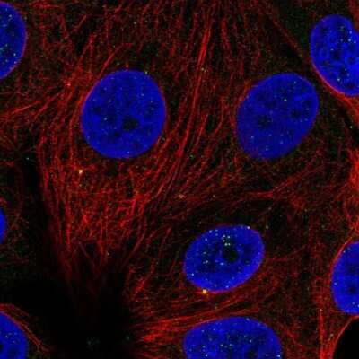 Immunocytochemistry/ Immunofluorescence: Cyclin F Antibody [NBP2-56020]