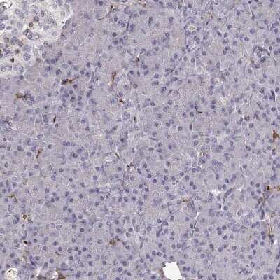 Immunohistochemistry-Paraffin: Cyclin F Antibody [NBP2-57349]