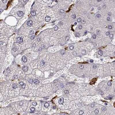 Immunohistochemistry-Paraffin: Cyclin F Antibody [NBP2-57349]