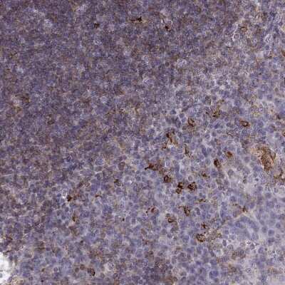 Immunohistochemistry-Paraffin: Cyclin F Antibody [NBP2-57569]