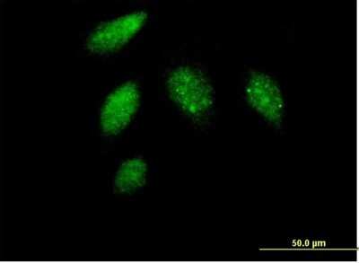 Immunocytochemistry/ Immunofluorescence: Cyclin G Antibody [H00000900-B01P]