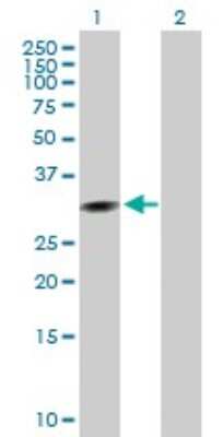 Western Blot: Cyclin G Antibody [H00000900-B01P]