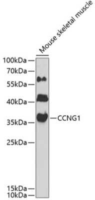 Western Blot: Cyclin G AntibodyBSA Free [NBP2-92624]