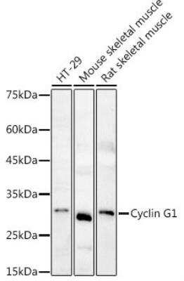 Western Blot: Cyclin G AntibodyBSA Free [NBP2-92649]