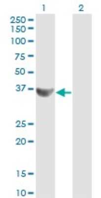 Western Blot: Cyclin G2 Antibody (1F9-C11) [H00000901-M01]