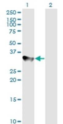 Western Blot: Cyclin H Antibody (1B8) [H00000902-M01]