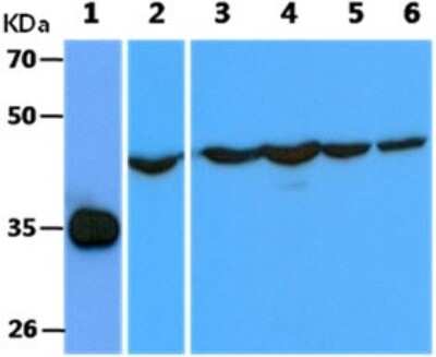 Western Blot: Cyclin H Antibody (3G6)BSA Free [NBP2-59440]