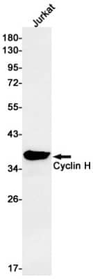 Western Blot: Cyclin H Antibody (S03-0D8) [NBP3-19615]