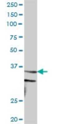 Western Blot: Cyclin H Antibody [H00000902-B01P]