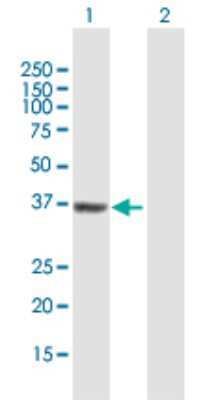 Western Blot: Cyclin H Antibody [H00000902-B01P]