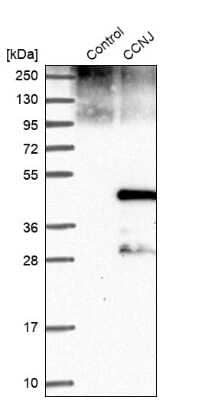 Western Blot: Cyclin J Antibody [NBP1-90019]