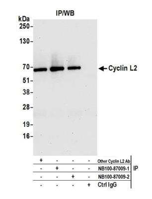 Immunoprecipitation: Cyclin L2 Antibody [NB100-87009]