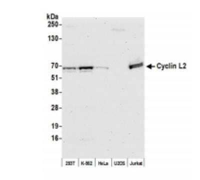 Western Blot: Cyclin L2 Antibody [NB100-87009]