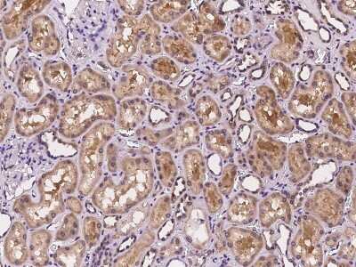 Immunohistochemistry-Paraffin: Cyclin M3 Antibody [NBP2-97251]