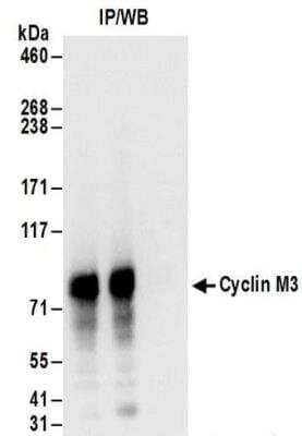 Immunoprecipitation: Cyclin M3 Antibody [NBP2-32133]