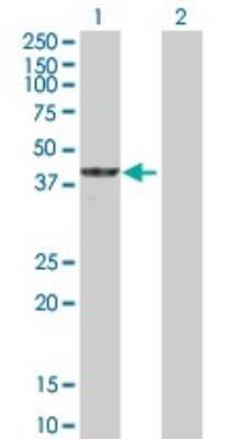 Western Blot: Cyclin M3 Antibody [H00026505-B01P]