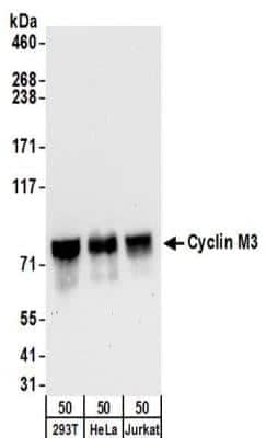 Western Blot: Cyclin M3 Antibody [NBP2-32134]