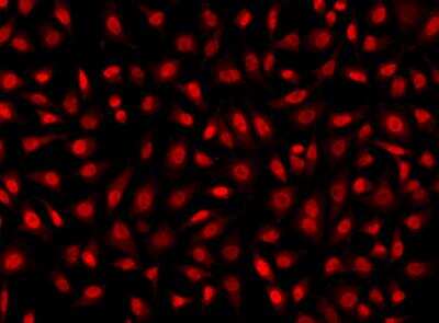 Immunocytochemistry/ Immunofluorescence: Cyclin-O Antibody [NBP3-05932]