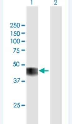 Western Blot: Cyclin-O Antibody [H00010309-B01P-50ug]