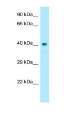 Western Blot: Cyclin-O Antibody [NBP1-98285]