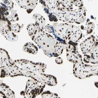 Immunohistochemistry-Paraffin: Cyclin T1 Antibody [NBP3-05509]