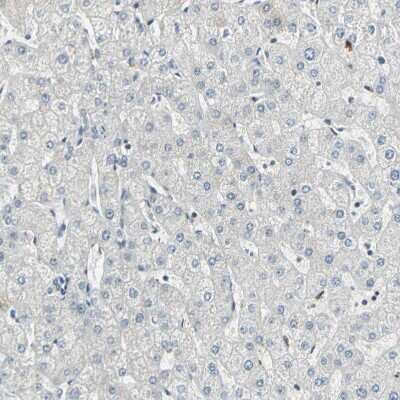 Immunohistochemistry-Paraffin: Cyclin T1 Antibody [NBP3-05509]